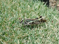 Rhammatocerus pictus