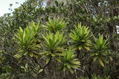 Hibbertia baudouinii