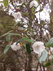 Eucryphia lucida