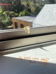 Colias dimera