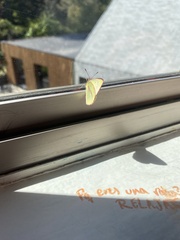 Colias dimera