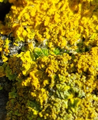 Xanthoria calcicola
