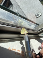 Colias dimera