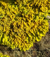 Xanthoria calcicola