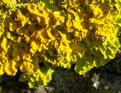Xanthoria calcicola
