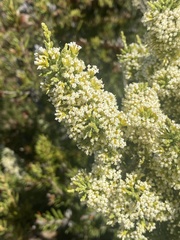 Ozothamnus hookeri