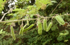 Pseudarthria viscida