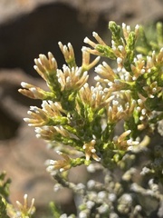 Ozothamnus hookeri