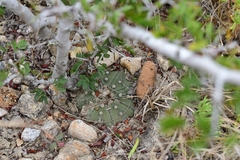 Astrophytum asterias