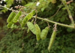 Pseudarthria viscida