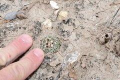 Thelocactus bicolor bicolor