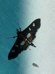 Desmia funeralis