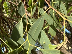 Eucalyptus melliodora