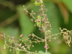 Pseudarthria viscida