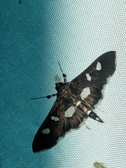 Desmia funeralis