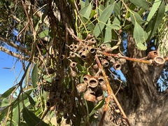 Eucalyptus melliodora