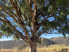 Eucalyptus melliodora