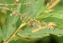 Pseudarthria viscida
