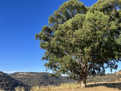 Eucalyptus melliodora