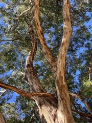Eucalyptus melliodora