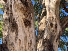 Eucalyptus melliodora