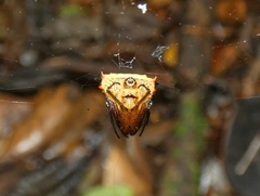 Micrathena excavata
