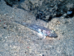 Fusigobius duospilus