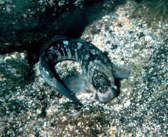 Istiblennius zebra