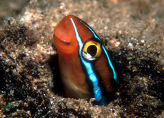 Plagiotremus ewaensis