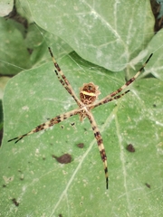 Argiope argentata