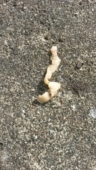 Diphyllobothrium latum