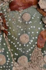 Astrophytum asterias