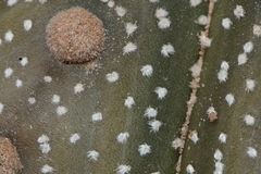 Astrophytum asterias