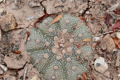 Astrophytum asterias