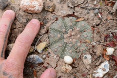 Astrophytum asterias