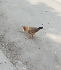 Gallus gallus