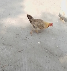 Gallus gallus