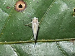 Herpis soros