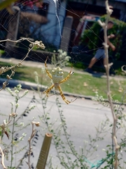 Argiope argentata