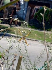 Argiope argentata