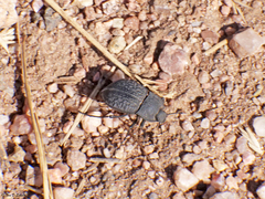 Stenomorpha opaca