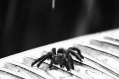 Avicularia avicularia