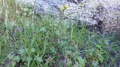 Sisymbrium orientale