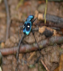 Pseudoxycheila tarsalis