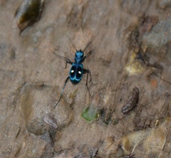 Pseudoxycheila tarsalis