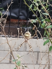 Argiope argentata