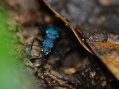 Pseudoxycheila tarsalis