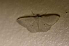 Scopula optivata