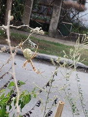 Argiope argentata