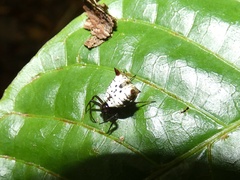 Micrathena saccata